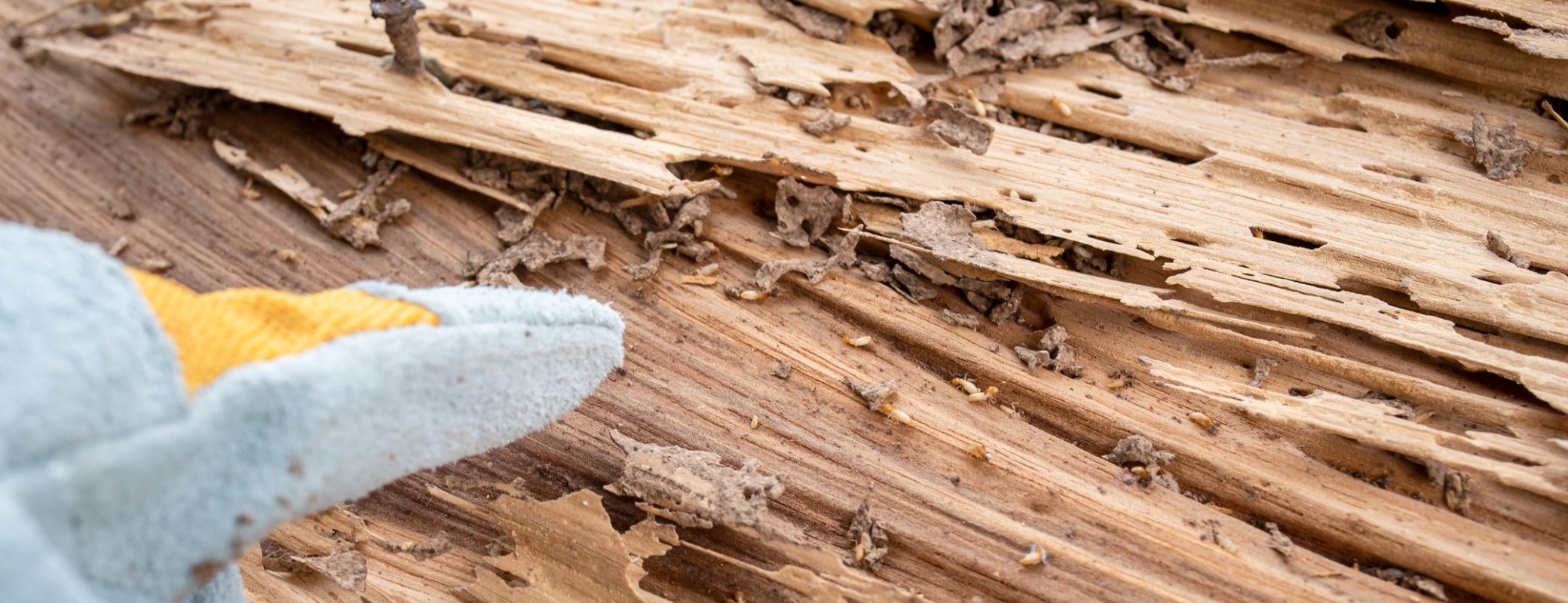Background image Traces of wood that is eaten by termites, harms the wood by termites, wooden background